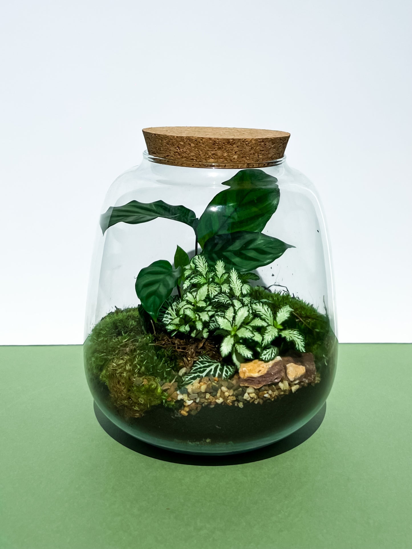 The ZenEarth Signature Terrarium Kit: Effortless Luxury You Create