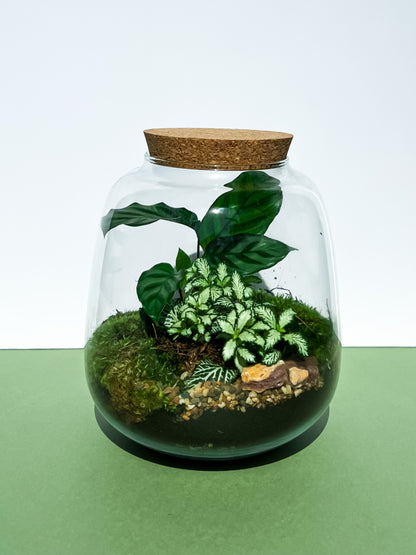 The ZenEarth Signature Terrarium Kit: Effortless Luxury You Create